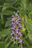 Purple Fringeless Orchid, Platanthera peramoena