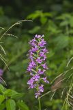 Purple Fringeless Orchid, Platanthera peramoena