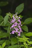 Purple Fringeless Orchid, Platanthera peramoena