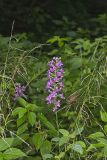 Purple Fringeless Orchid, Platanthera peramoena