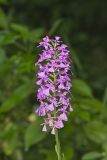 Purple Fringeless Orchid, Platanthera peramoena