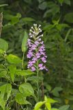 Purple Fringeless Orchid, Platanthera peramoena