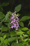 Purple Fringeless Orchid, Platanthera peramoena