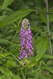 Purple Fringeless Orchid, Platanthera peramoena