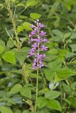 Purple Fringeless Orchid, Platanthera peramoena
