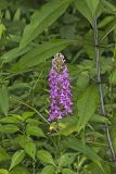 Purple Fringeless Orchid, Platanthera peramoena