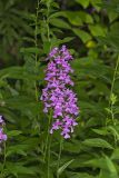 Purple Fringeless Orchid, Platanthera peramoena