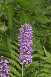 Purple Fringeless Orchid, Platanthera peramoena