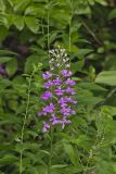 Purple Fringeless Orchid, Platanthera peramoena