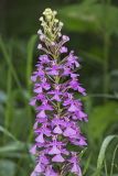 Purple Fringeless Orchid, Platanthera peramoena