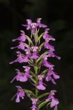 Purple Fringeless Orchid, Platanthera peramoena