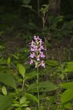 Purple Fringeless Orchid, Platanthera peramoena