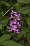 Purple Fringeless Orchid, Platanthera peramoena