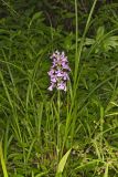 Purple Fringeless Orchid, Platanthera peramoena