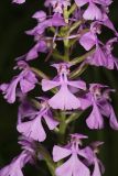 Purple Fringeless Orchid, Platanthera peramoena