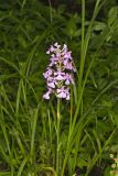 Purple Fringeless Orchid, Platanthera peramoena