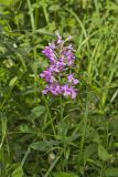Purple Fringeless Orchid, Platanthera peramoena