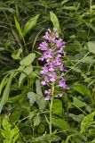 Purple Fringeless Orchid, Platanthera peramoena