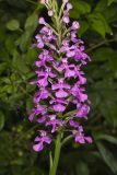 Purple Fringeless Orchid, Platanthera peramoena