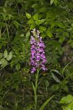 Purple Fringeless Orchid, Platanthera peramoena