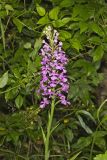 Purple Fringeless Orchid, Platanthera peramoena