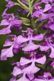 Purple Fringeless Orchid, Platanthera peramoena