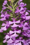 Purple Fringeless Orchid, Platanthera peramoena