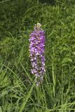 Purple Fringeless Orchid, Platanthera peramoena