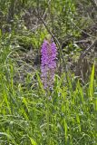 Purple Fringeless Orchid, Platanthera peramoena