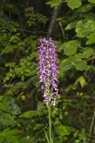 Purple Fringeless Orchid, Platanthera peramoena