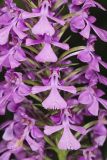 Purple Fringeless Orchid, Platanthera peramoena
