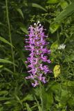 Purple Fringeless Orchid, Platanthera peramoena