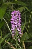 Purple Fringeless Orchid, Platanthera peramoena