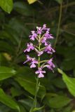 Purple Fringeless Orchid, Platanthera peramoena
