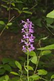Purple Fringeless Orchid, Platanthera peramoena