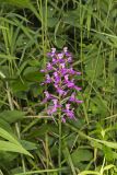 Purple Fringeless Orchid, Platanthera peramoena