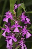 Purple Fringeless Orchid, Platanthera peramoena