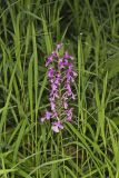 Purple Fringeless Orchid, Platanthera peramoena