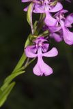 Purple Fringeless Orchid, Platanthera peramoena