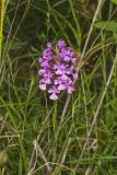 Purple Fringeless Orchid, Platanthera peramoena