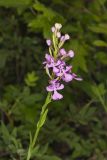 Purple Fringeless Orchid, Platanthera peramoena