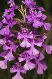 Purple Fringeless Orchid, Platanthera peramoena