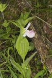 Showy lady's Slipper, Cypripedium reginae