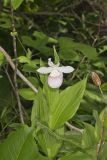 Showy lady's Slipper, Cypripedium reginae