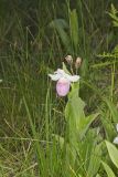 Showy lady's Slipper, Cypripedium reginae