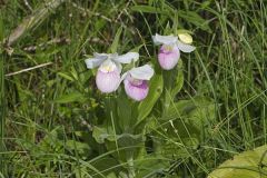 Showy lady's Slipper, Cypripedium reginae