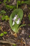 Showy Orchid, Galearis spectabilis