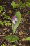 Showy Orchid, Galearis spectabilis