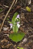 Showy Orchid, Galearis spectabilis