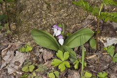 Showy Orchid, Galearis spectabilis